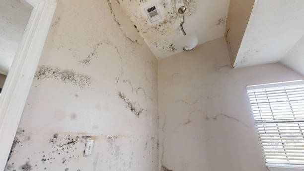 Best Airborne Mold Testing  in Thorntown, IN