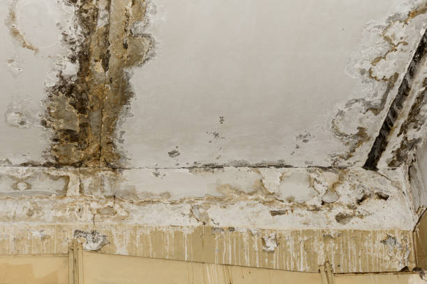 Best Comprehensive Air Testing for Mold Contaminants  in Thorntown, IN