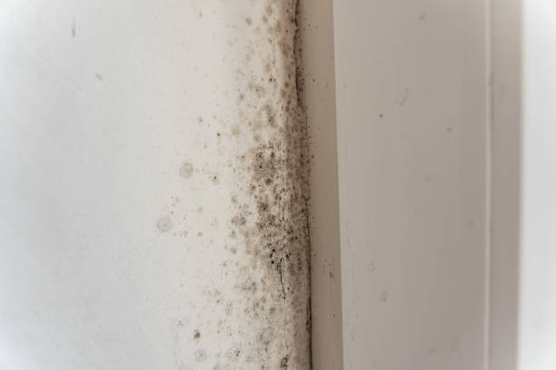 Best Mold Removal for HVAC Installations  in Thorntown, IN