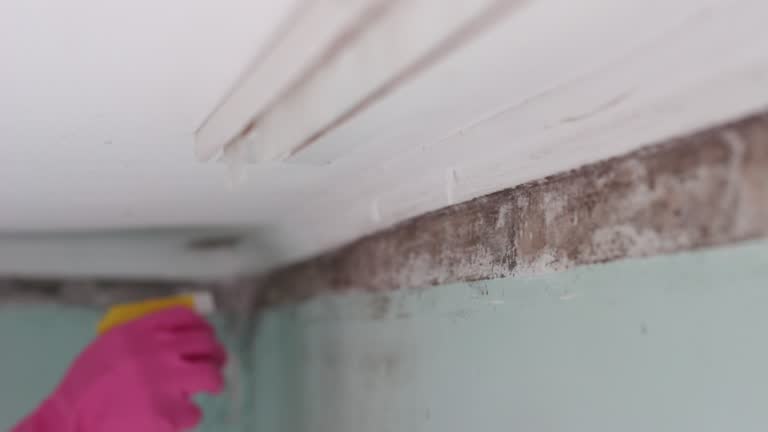 Professional Mold Removal in Thorntown, IN