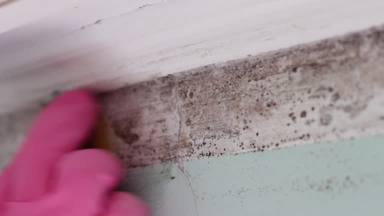 Best Industrial Mold Remediation  in Thorntown, IN